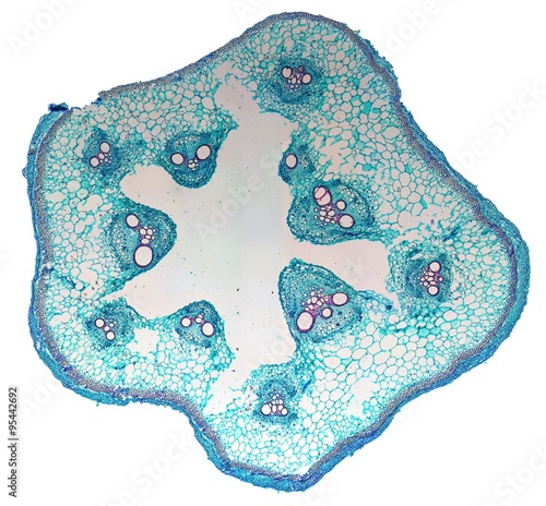 Foto Cucurbita stem micrograph