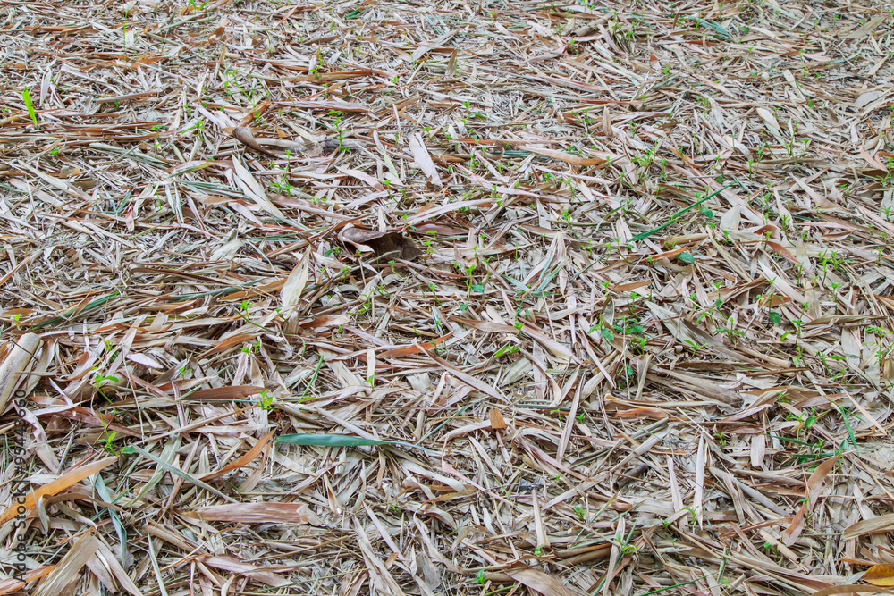 Dried bamboo leaves