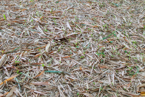 Obraz na płótnie Dried bamboo leaves w salonie