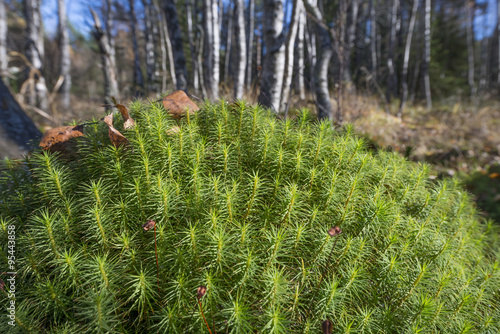 moss in peat bog wood