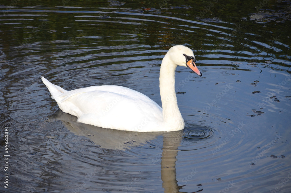 Obraz premium Schwan am Altrhein_0099