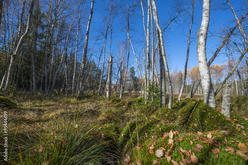 moss in peat bog wood - Sumava, Czech republic