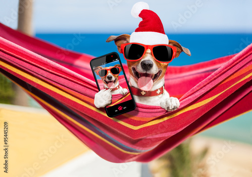 dog on hammock at christmas taking a selfie  © Javier brosch