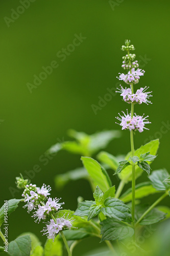 Φωτογραφία Closeup photo of flower of spearmint plant (Mentha spicata) in the garden