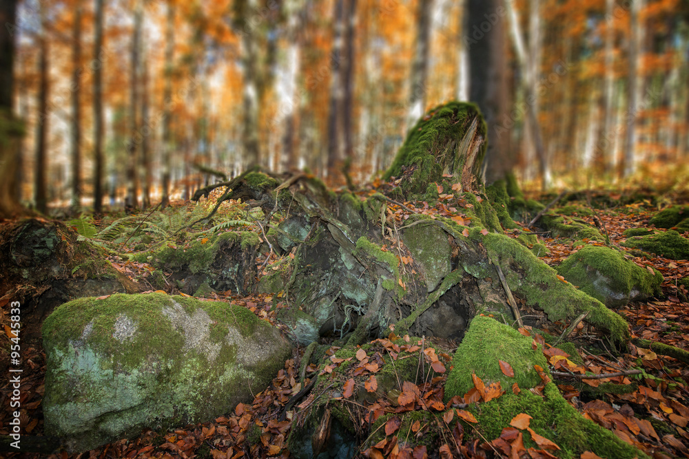 custom made wallpaper toronto digitalold stump with moss and fern