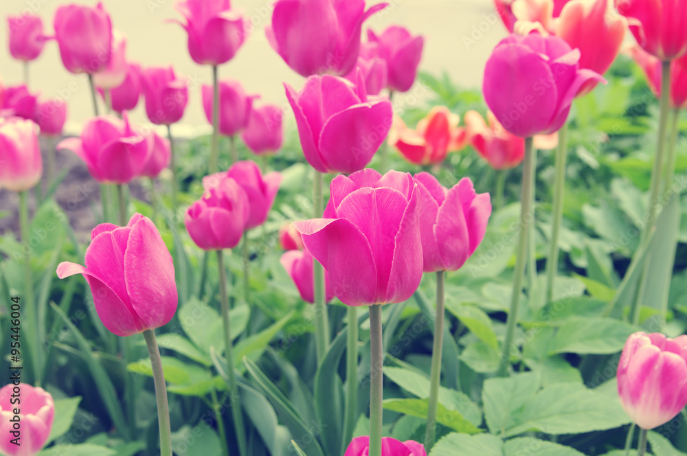 pink tulips closeup, local soft focus, shallow DOF, toned image, warm light pink tulips closeup, local soft focus, shallow DOF, toned image, warm light