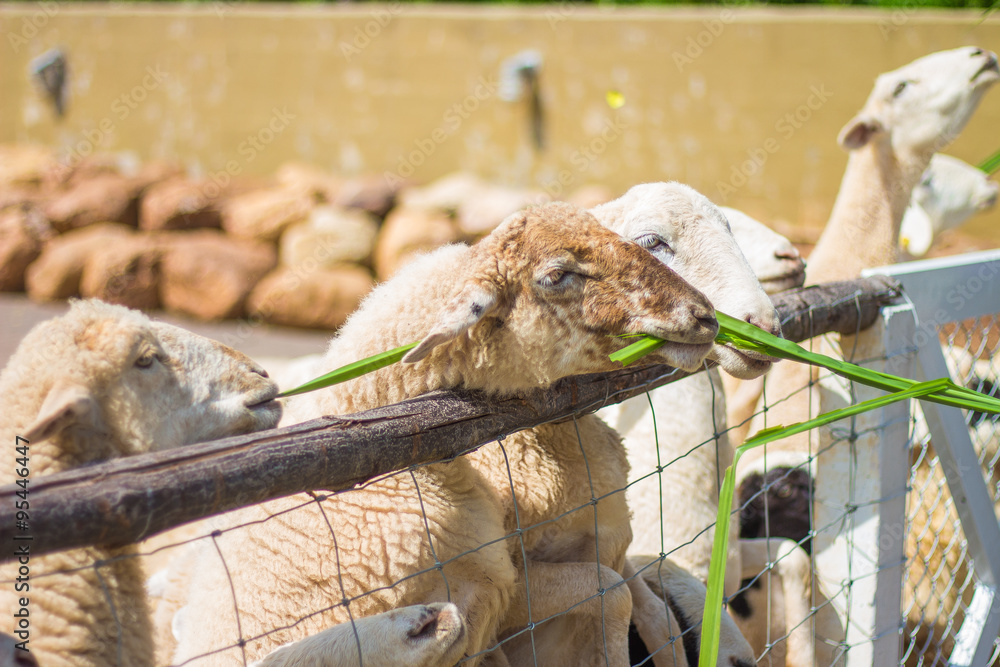 sheep in farm sheep in farm