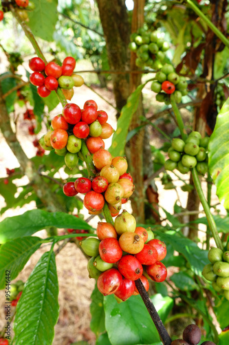 Coffee beans ripening on a tree. 