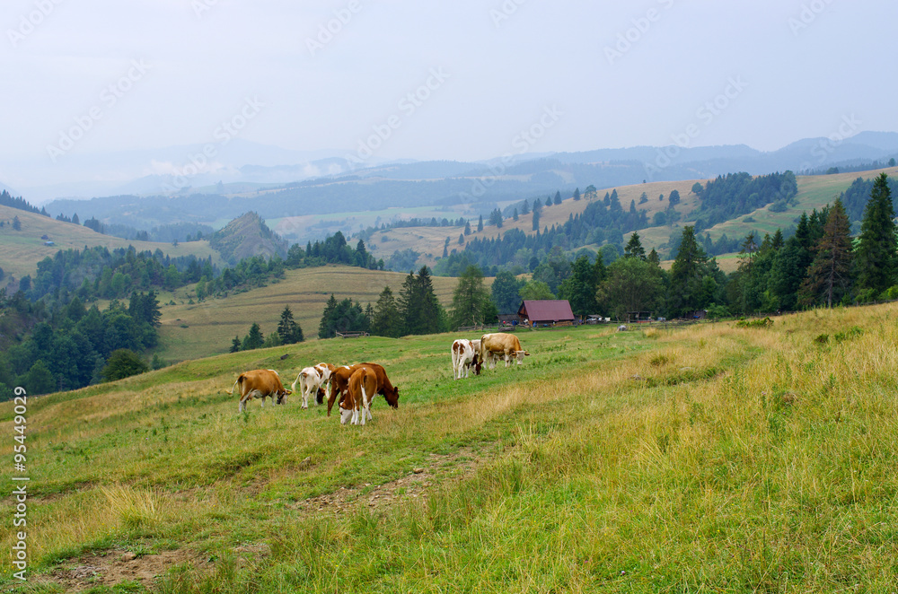 Cattle in Pieniny hills, Poland