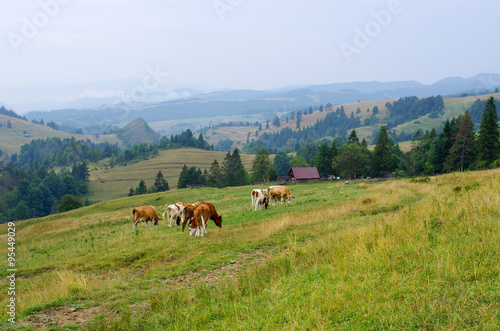 Cattle in Pieniny hills, Poland