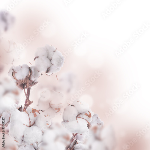Flowers mature cotton on a white background
