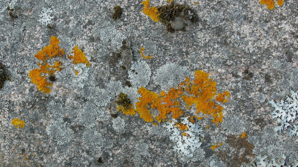 Leaves and weeds found on the sea shore. Gray colroed weeds and yellow maple leaves are found Leaves and weeds found on the sea shore. Gray colroed weeds and yellow maple leaves are found