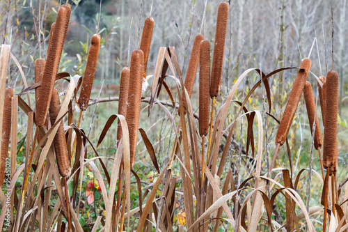 Typha latifolia. Eneas, Espadañas, Totoras.
 photo