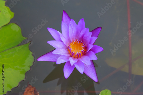 Lotus in Queen Sirikit Park  Thailand.