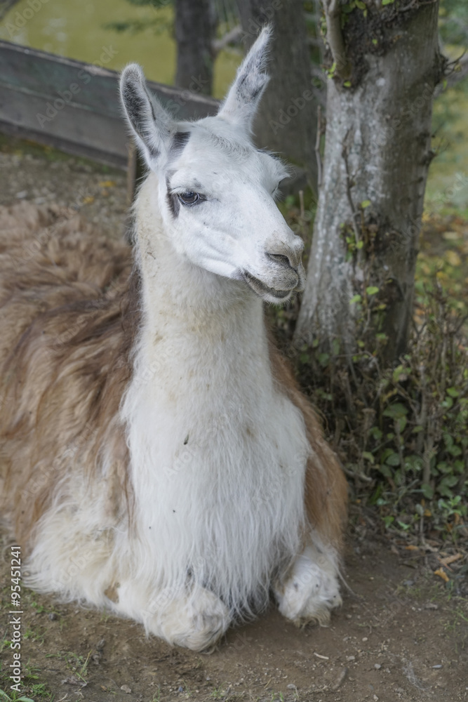 Naklejka premium lama