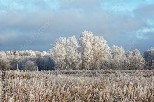 Winter landscape with the trees covered with hoarfrost