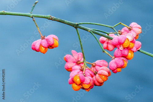 Frutos en otoño de Husera, Botonera. Euonymus europaeus. Omaña, León.
 photo