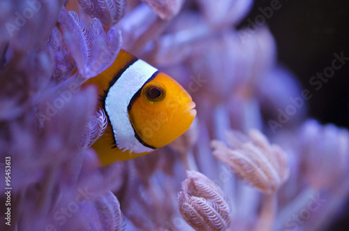 Obraz na płótnie Poisson clown