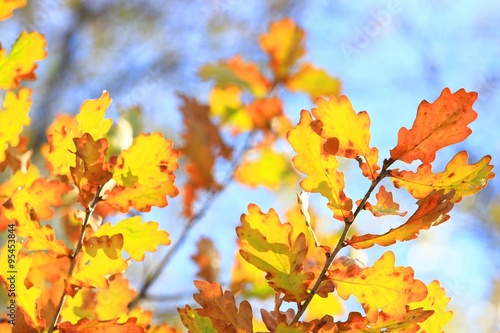 Golden oak leaves on daily light in autumn
