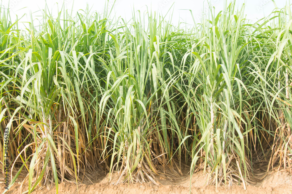 Obraz premium Sugarcane plants grow in field