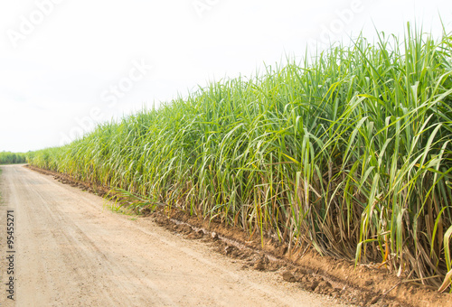 Sugarcane plants grow in field