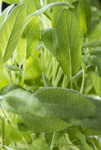 Sage Plant (close-up shot)