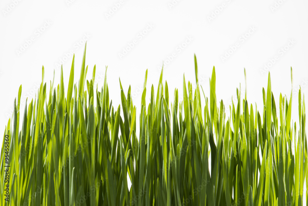 Fototapeta premium Close up of Green Grass