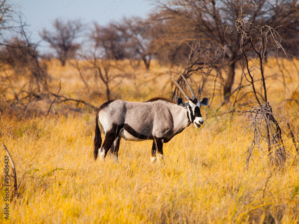 Gemsbok antelope in the yellow grass Gemsbok antelope in the yellow grass