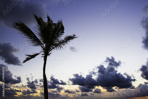 Palm tree sunrise