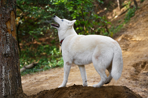 Alert white Siberian Husky dog outdoors on a mountain