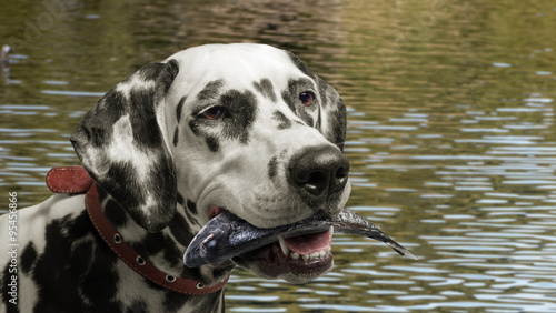 Fishing village Dog