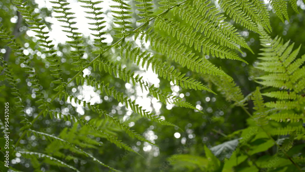 Green leaves from a waving tree. It is with the sun ray on the background Green leaves from a waving tree. It is with the sun ray on the background