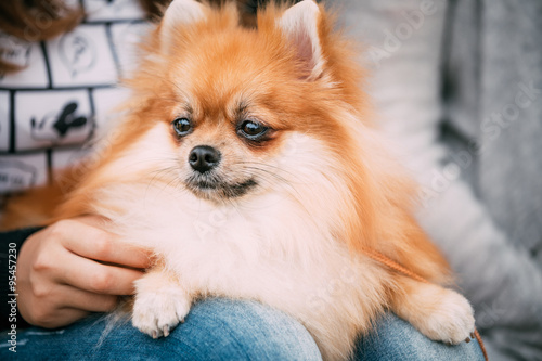 Close up portrait of young Red Pomeranian Spitz Small Dog