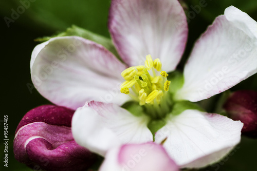 Apple tree flow macro