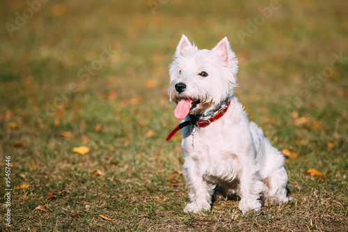 Small White West Highland White Terrier - Westie, Westy Dog 