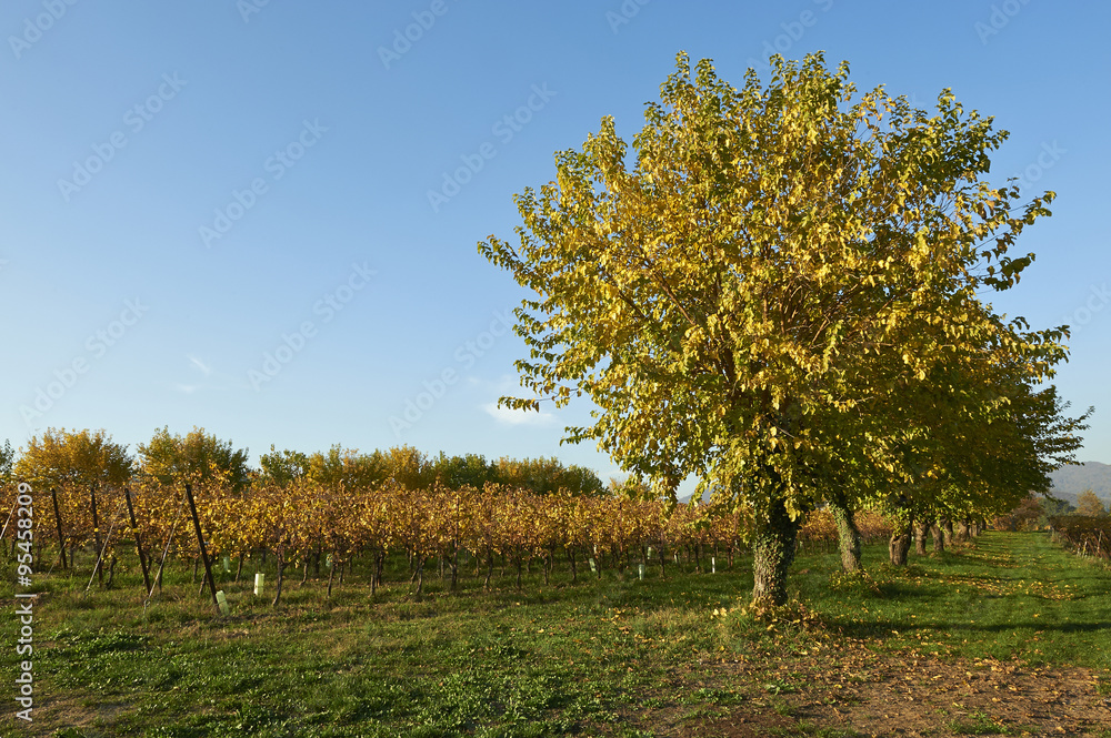 vigne in autunno