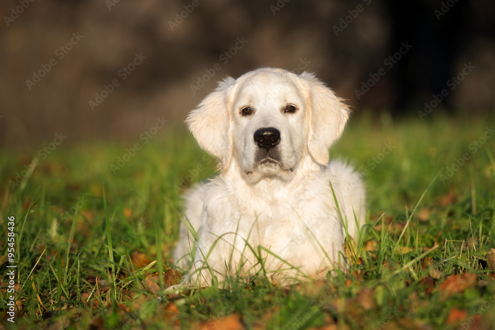 golden retriever puppy lying down on grass golden retriever puppy lying down on grass
