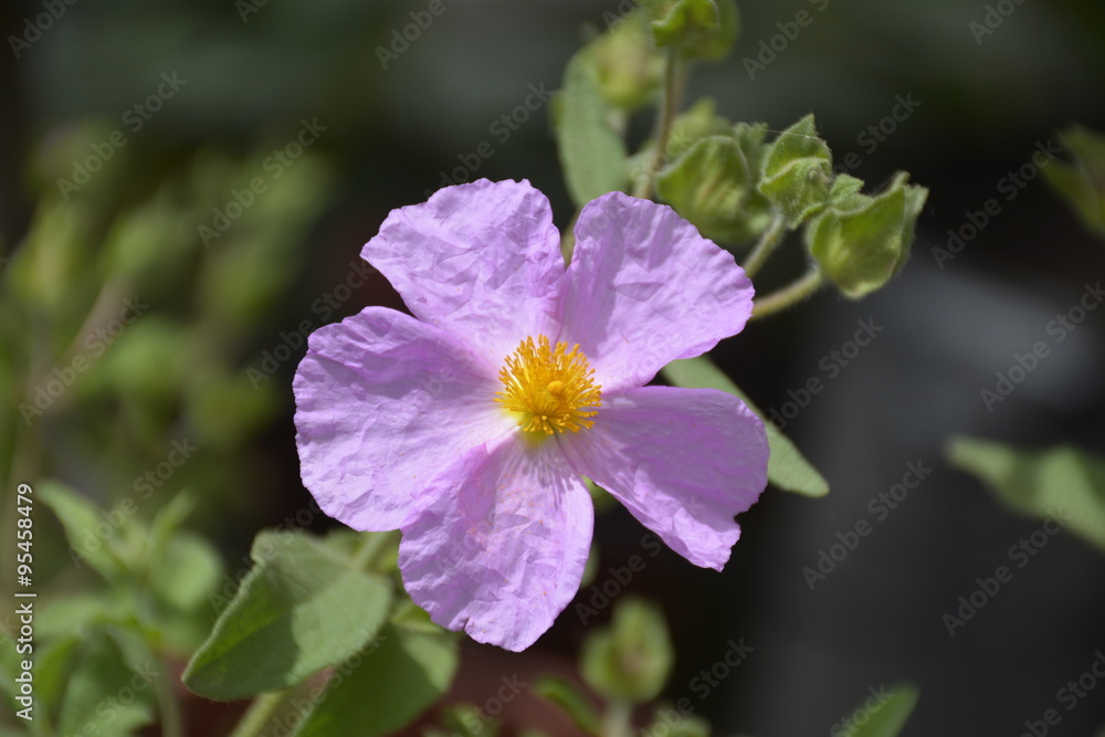 Fototapeta premium amazing flowers in Chile