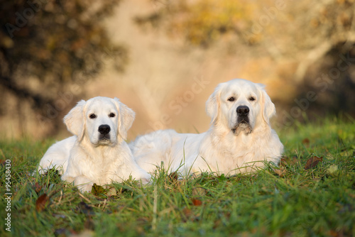 two golden retriever dogs lying down on grass