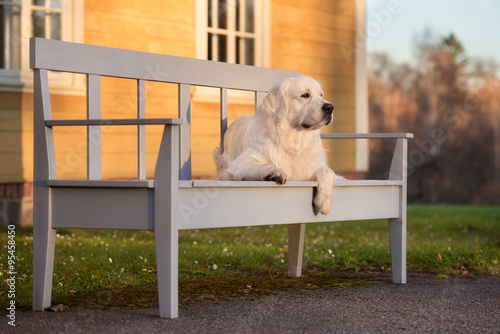 golden retriever dog lying down on a bench at sunset #95458450