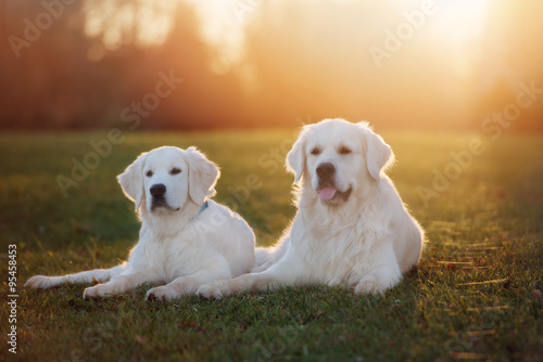golden retriever dogs at sunset