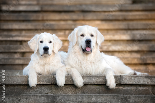 golden retriever dog and puppy lying down on the stairs #95458455
