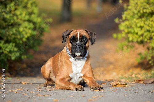 Fototapeta Naklejka Na Ścianę i Meble -  beautiful boxer dog lying down outdoors