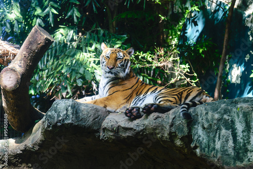 Fototapeta Naklejka Na Ścianę i Meble -  Siberian tiger-Amur tiger