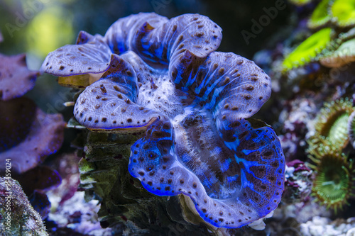 Blue Clam photo