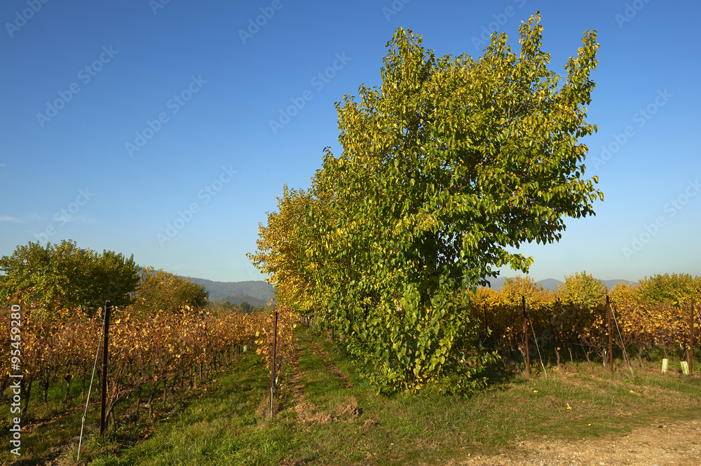 Fototapeta premium vigne in autunno