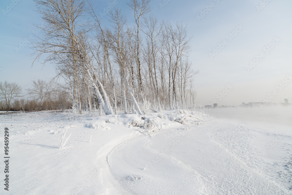 Grass and trees covered with frost and snow Grass and trees covered with frost and snow