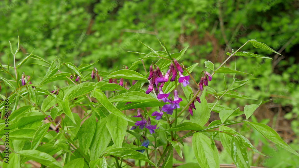 A purple flower on the plant with green leaves. The weather looks sunny and fine A purple flower on the plant with green leaves. The weather looks sunny and fine