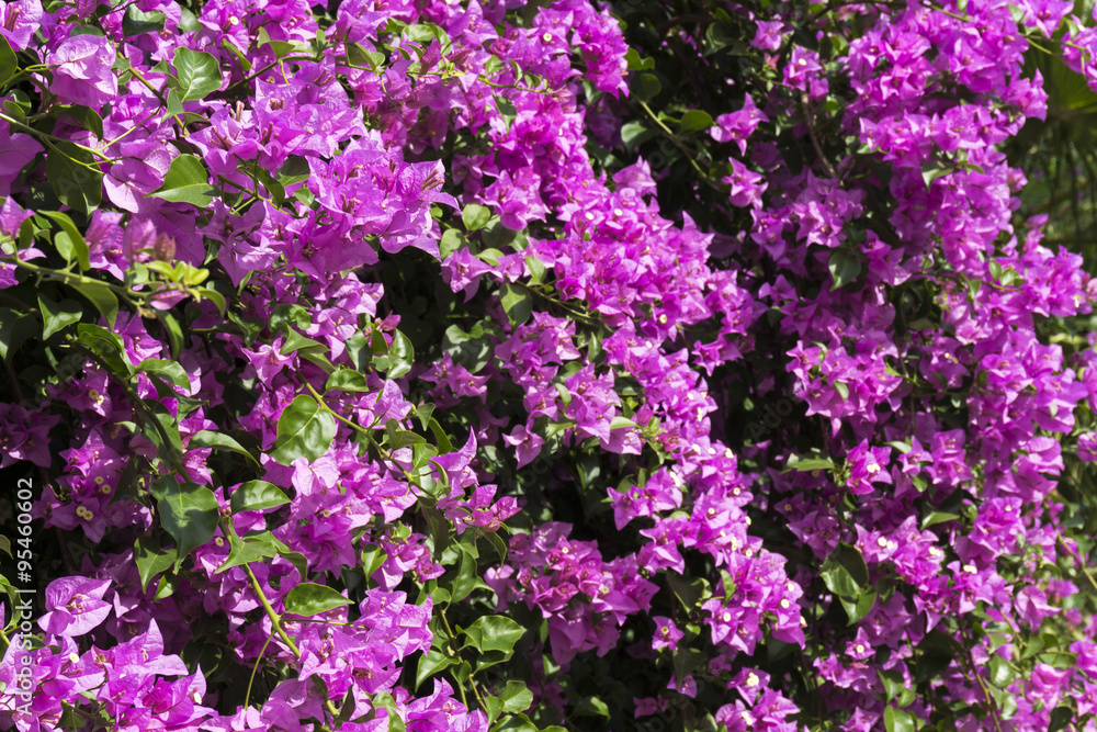 Awesome bougainvillea flowers of Bodrum Turkey
