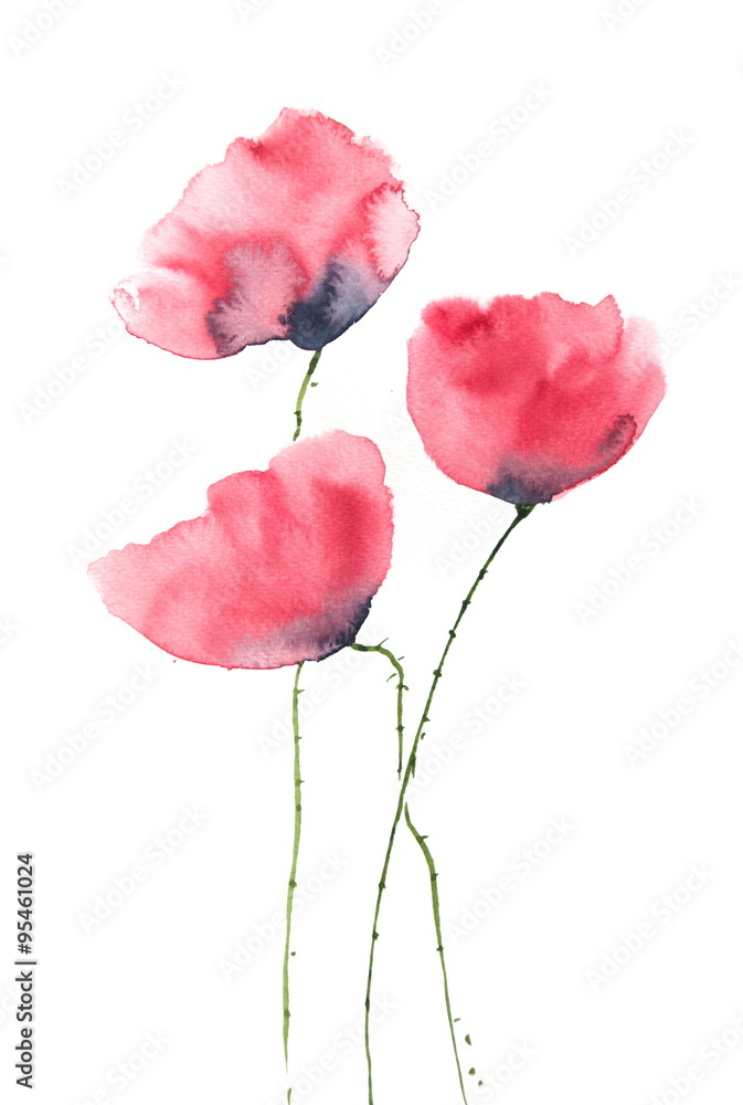 Beautiful red poppy flowers, watercolor painting Beautiful red poppy flowers, watercolor painting